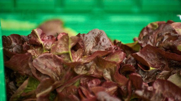 Blog LfB1 lettuce